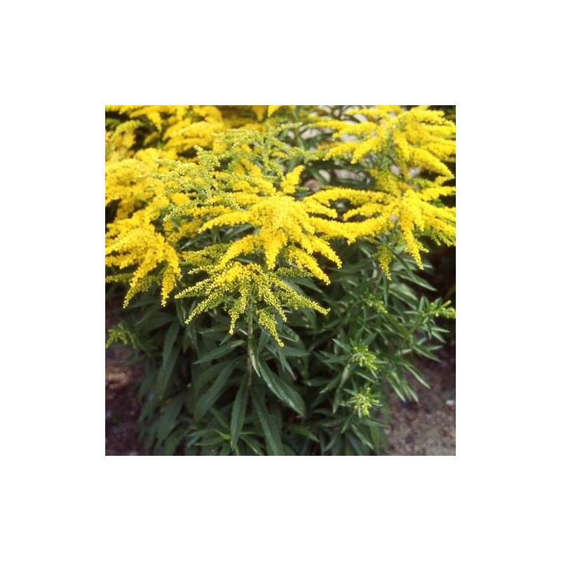 Verge d'or Strahlenkrone, Solidago à fleurs Jaune - feuillage Caduc - Godet - 5/20 cm-  hauteur à maturité De 0,15 m à 0,50 m