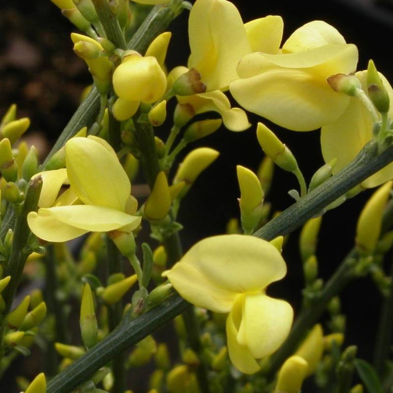 Genêt précoce Allgold, Cytisus à fleurs Jaune - feuillage Caduc - Pot de 3L - 40/60 cm-  hauteur à maturité De 1,00 m à 1,50 m - Image 1