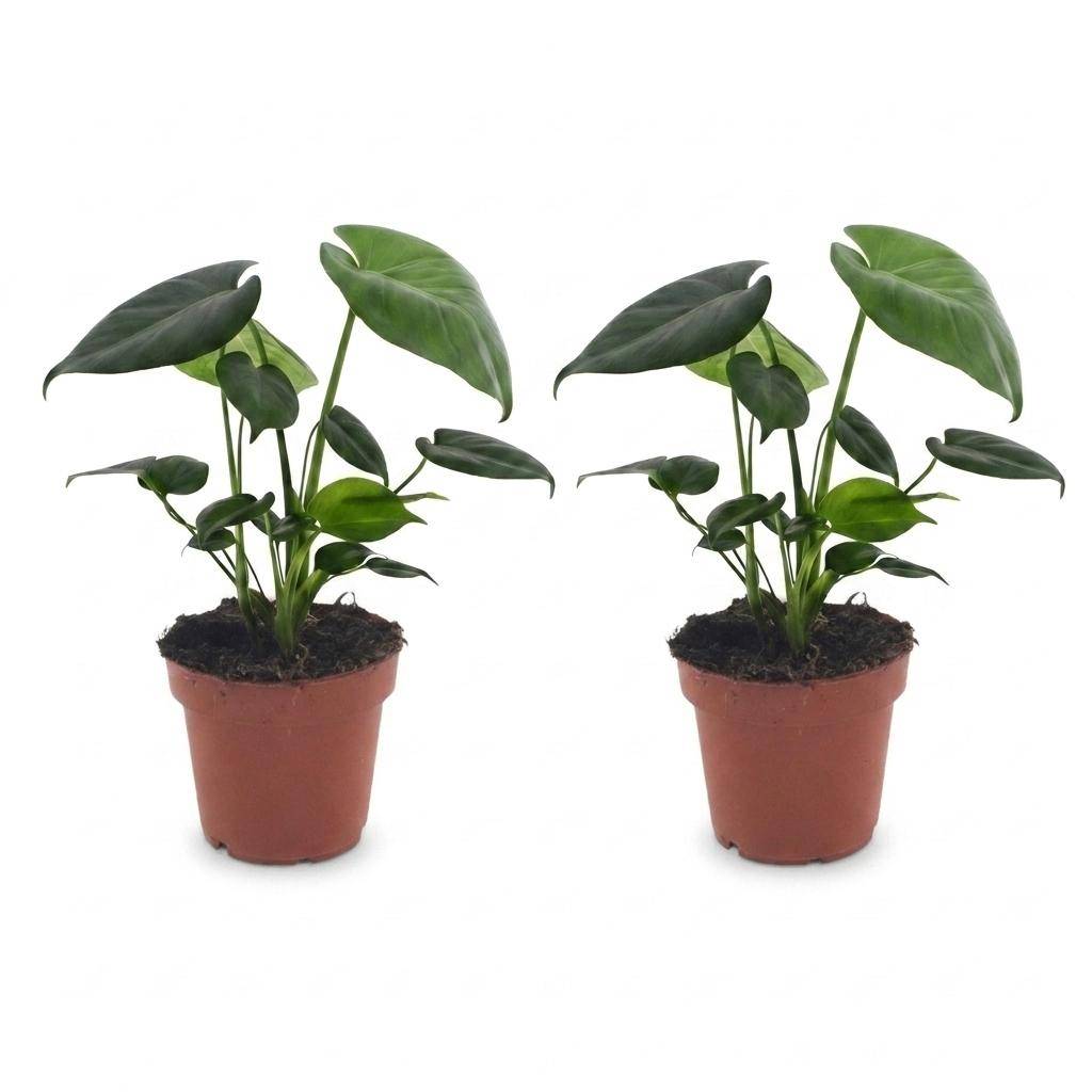 Monstera Deliciosa - Pot de 12cm - 2 plantes - Sans cache-pot - Plantes d'intérieur - Image 2