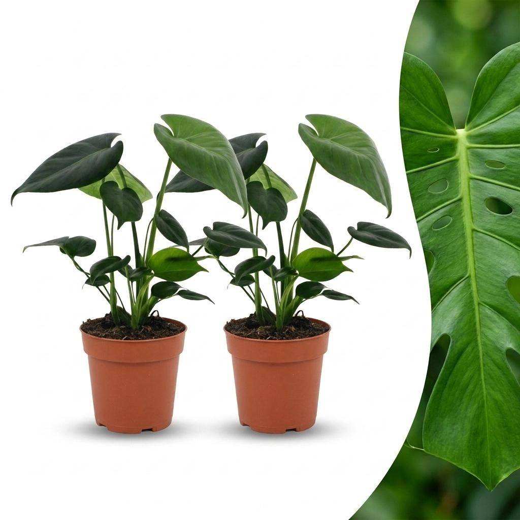 Monstera Deliciosa - Pot de 12cm - 2 plantes - Sans cache-pot - Plantes d'intérieur - Image 1