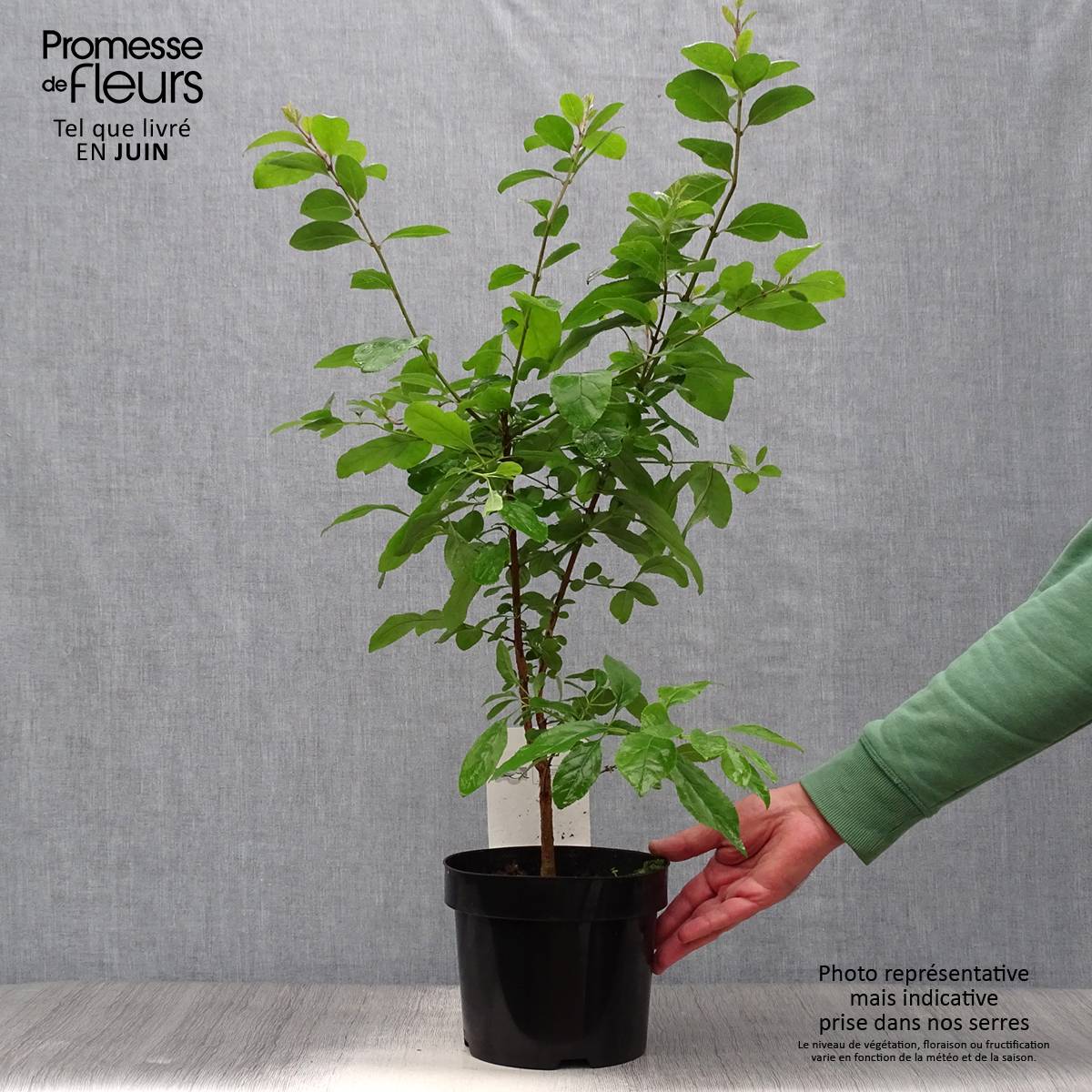 Promesse de Fleurs - Chionanthus retusus - Arbre de neige Pot de 3L/4L - Image 2