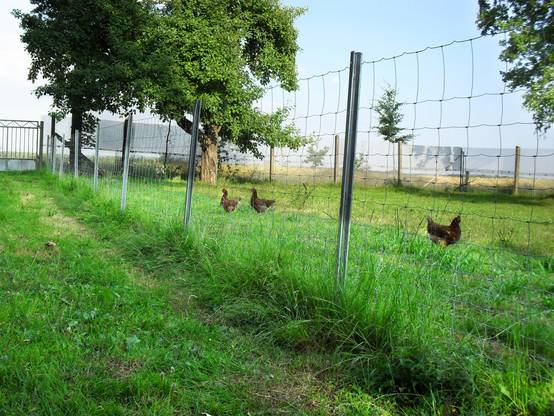 350 m clôture de protection , clôture forestière, clôture, grillage noué 125/13/30 - Image 6