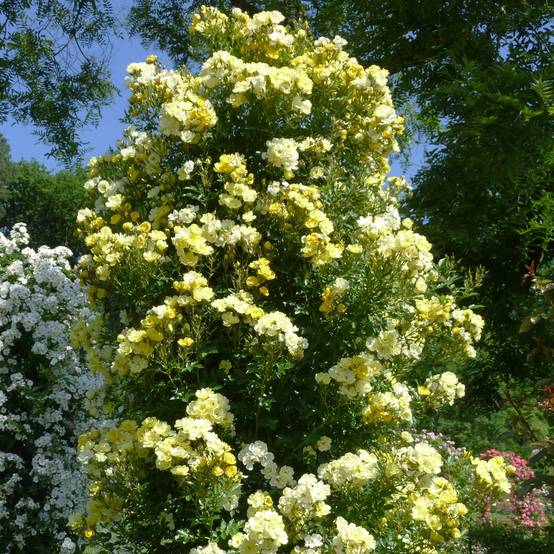 Rosier grimpant Golden Age Pot de 4L/5L