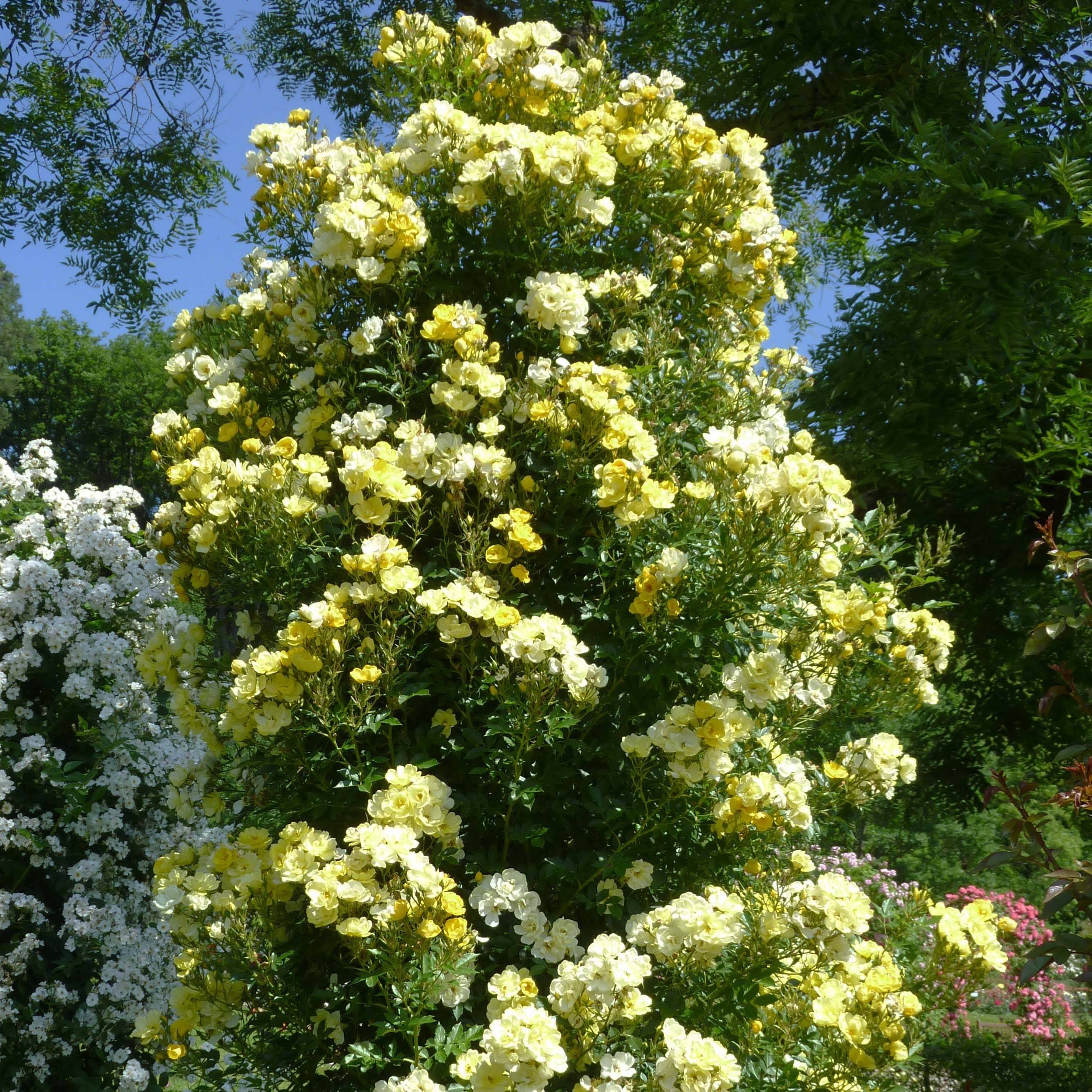 Rosier grimpant Golden Age Pot de 4L/5L