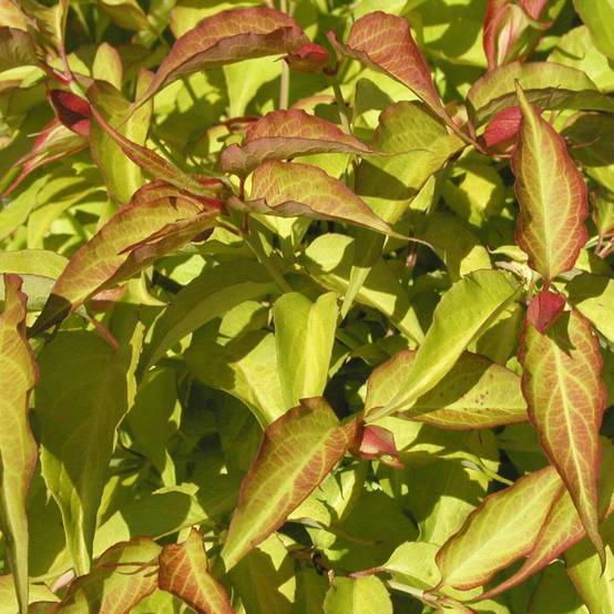 Arbre aux faisans doré Golden Lanterns® 'Notbruce', Leycesteria à fleurs Rouge - feuillage Caduc - Pot de 7,5L - 60/80 cm- hauteur à maturité De 1,50 - Image 4