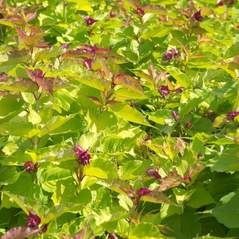 Arbre aux faisans doré Golden Lanterns® 'Notbruce', Leycesteria à fleurs Rouge - feuillage Caduc - Pot de 7,5L - 60/80 cm-  hauteur à maturité De 1,50
