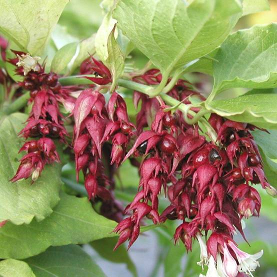 Arbre aux faisans doré Golden Lanterns® 'Notbruce', Leycesteria à fleurs Rouge - feuillage Caduc - Pot de 7,5L - 60/80 cm- hauteur à maturité De 1,50 - Image 3