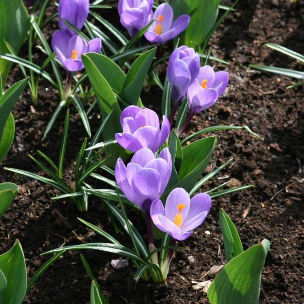 Promesse de Fleurs - Crocus Mammouth Grand Maître Bulbe calibre 8+ (par 25)