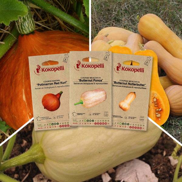 Courges à petits fruits - 3 sachets de graines bio à semer - Image 1