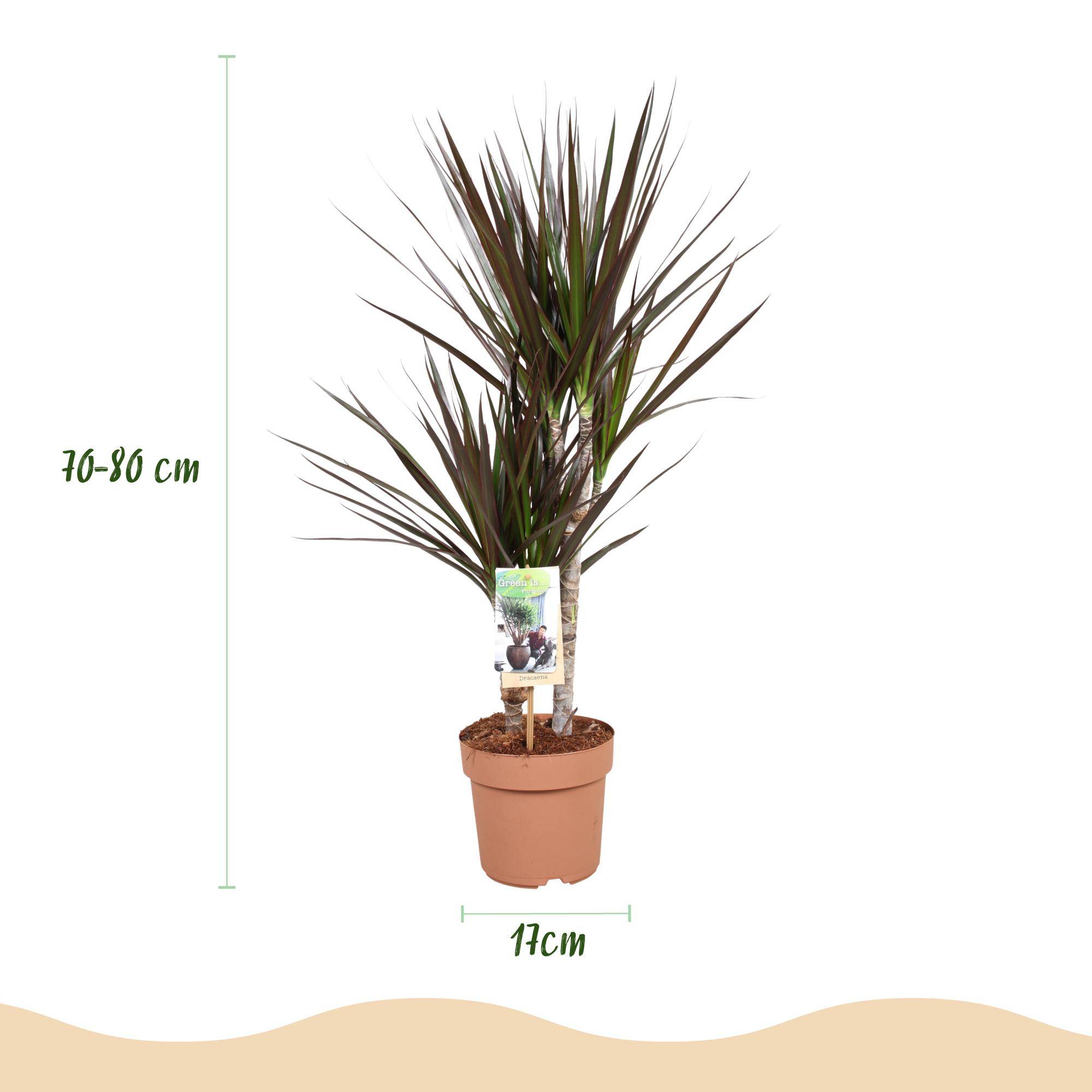 Dracaena Magenta - Ø17cm - ↕80cm - Plantes d’intérieur - Image 3