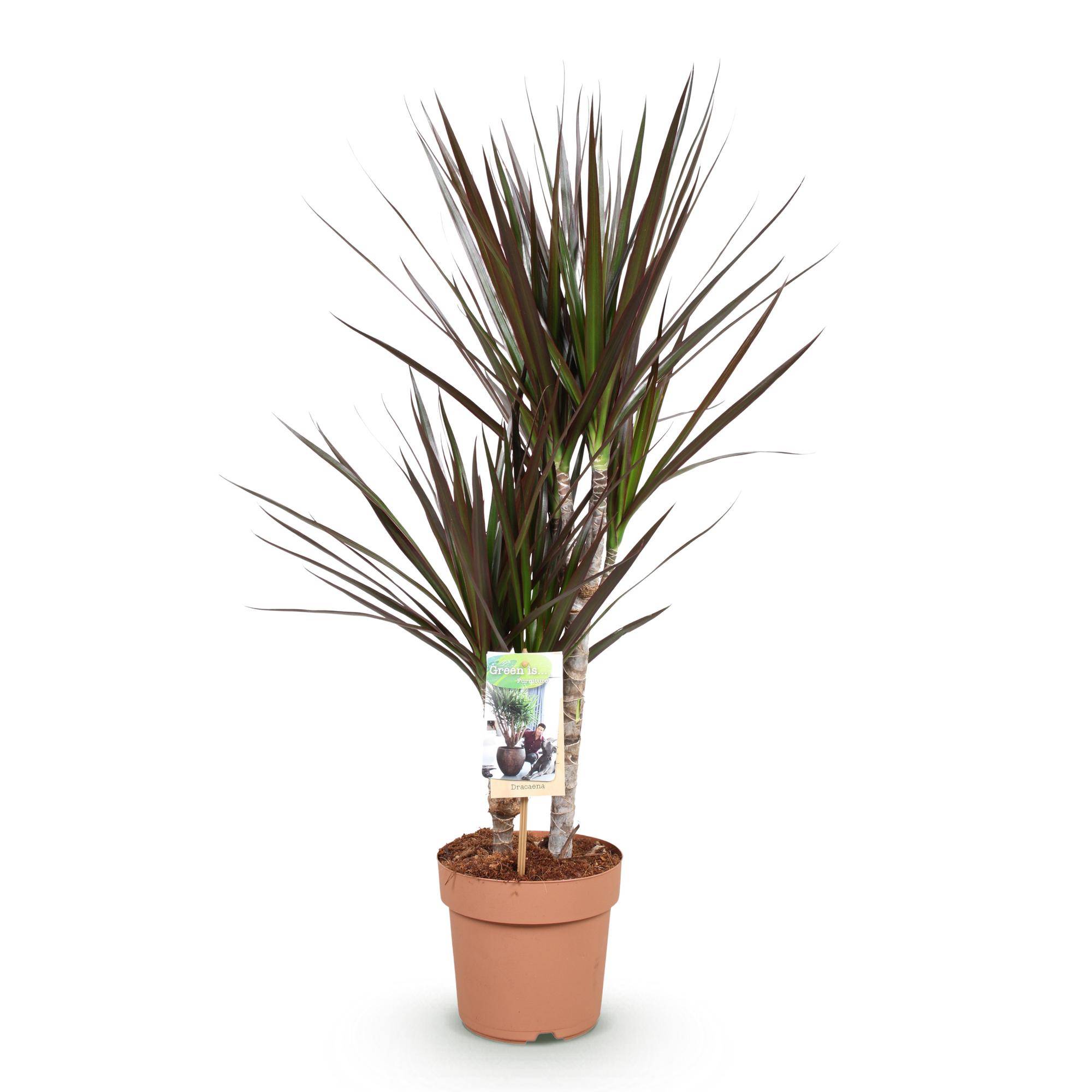 Dracaena Magenta - Ø17cm - ↕80cm - Plantes d’intérieur - Image 2