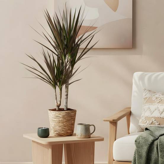 Dracaena Magenta - Ø17cm - ↕80cm - Plantes d’intérieur - Image 4