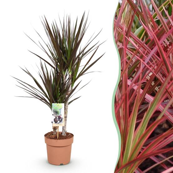 Dracaena Magenta - Ø17cm - ↕80cm - Plantes d’intérieur - Image 1