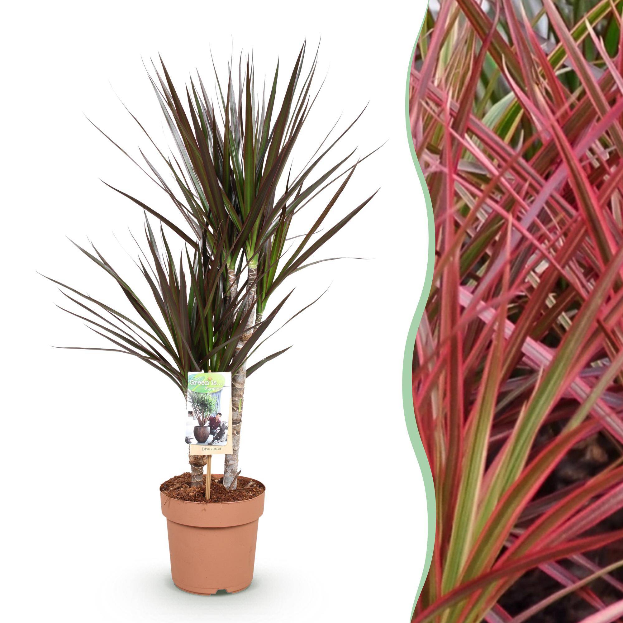 Dracaena Magenta - Ø17cm - ↕80cm - Plantes d’intérieur - Image 1