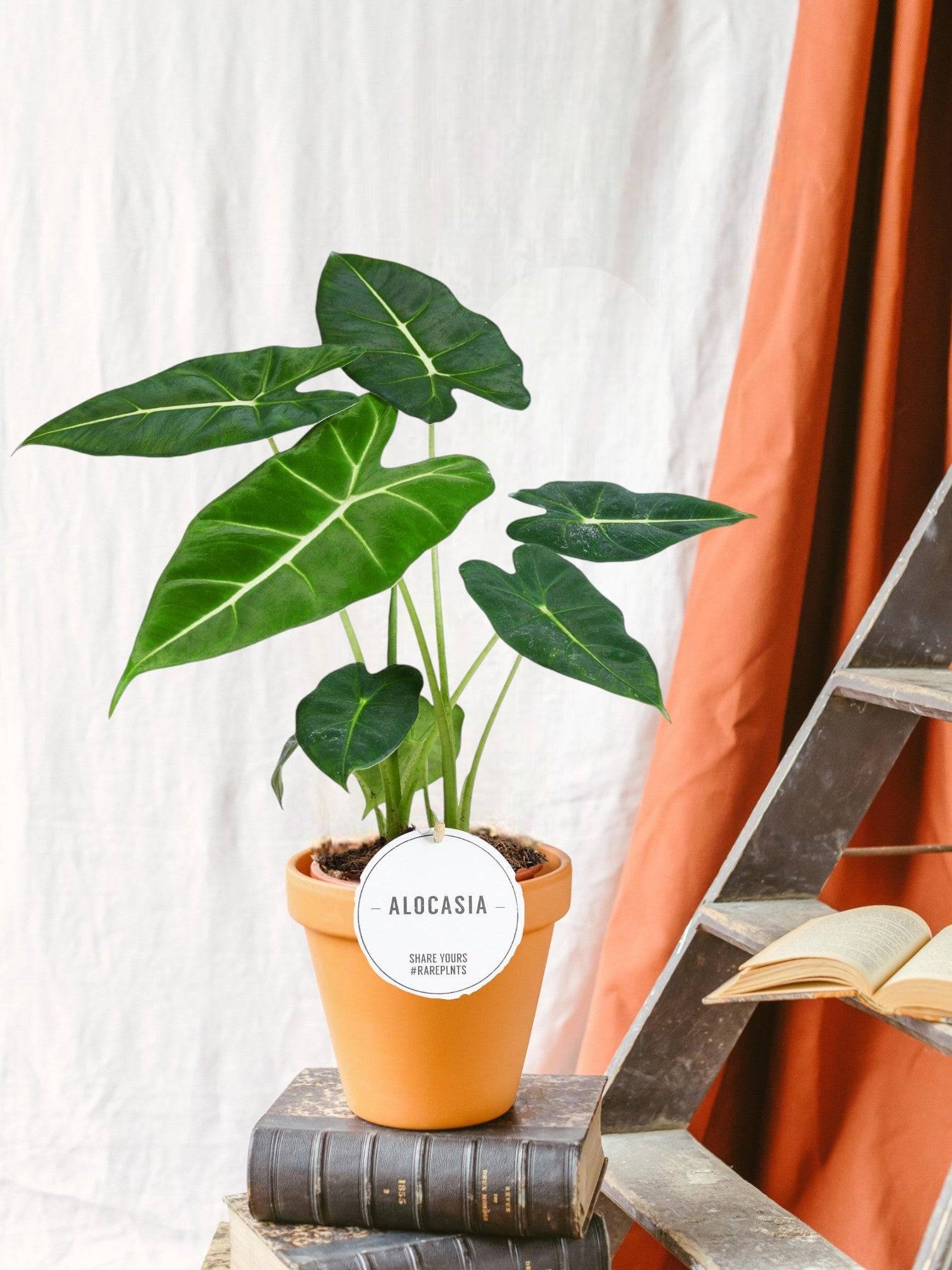 La Green Touch - Alocasia Frydek 35cm - Plante d'intérieur- La Green Touch x Une plante - Image 2
