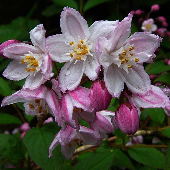 Promesse de Fleurs - Deutzia purpurascens Kalmiiflora - Deutzie Pot de 3L/4L - Image 1
