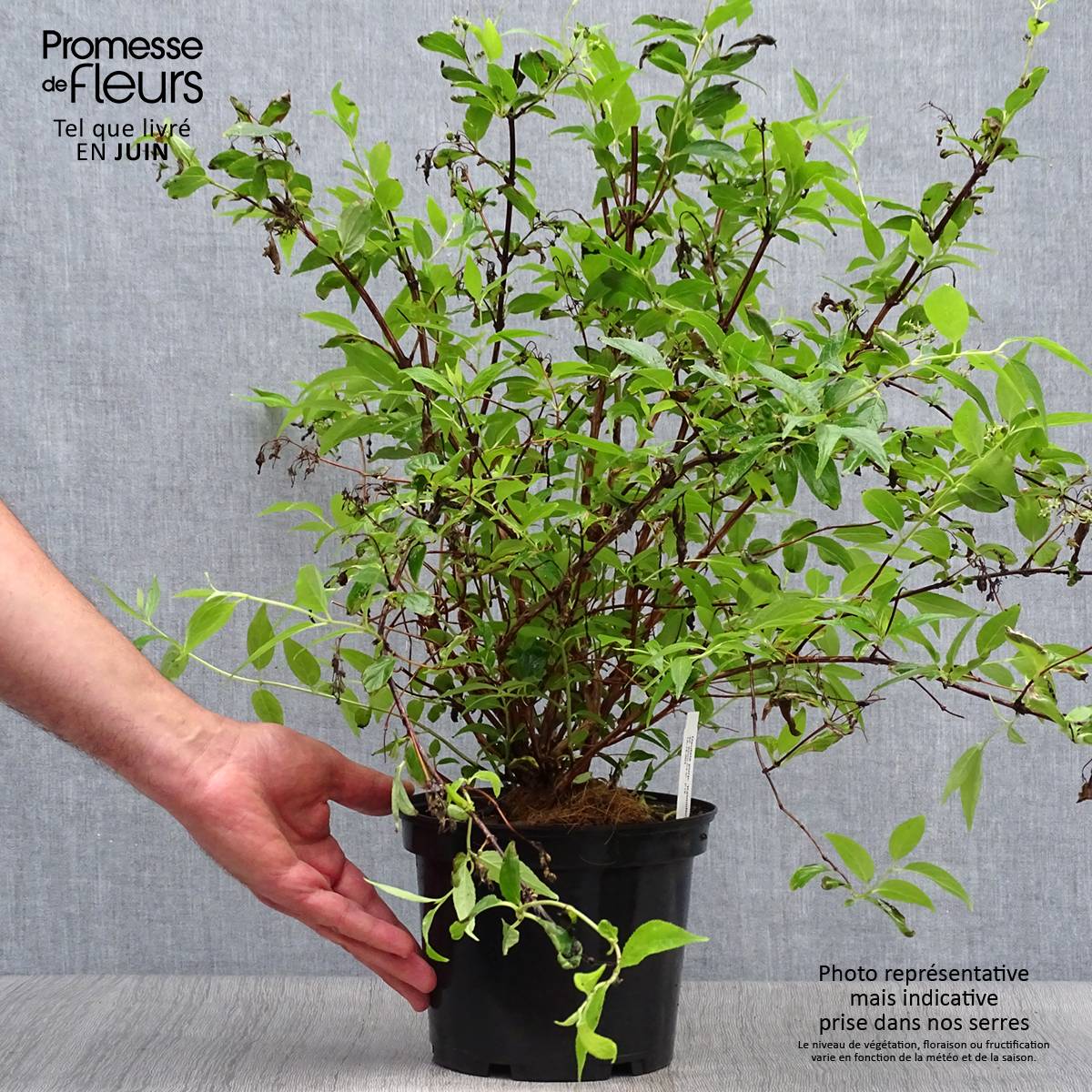 Promesse de Fleurs - Deutzia purpurascens Kalmiiflora - Deutzie Pot de 3L/4L - Image 2