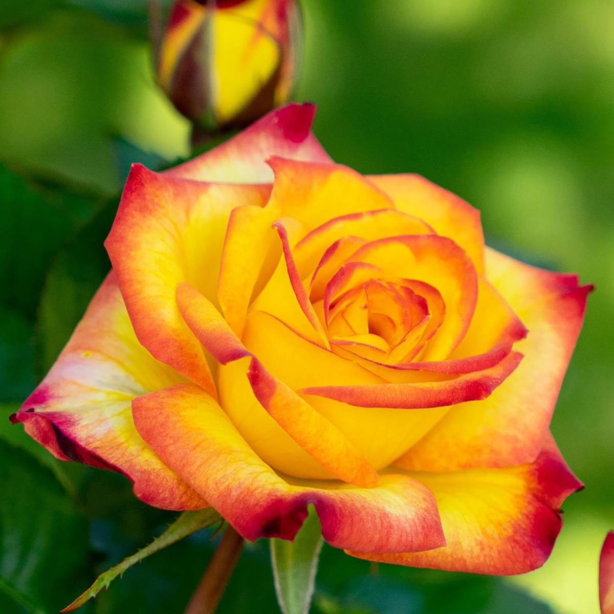 Promesse de Fleurs - Rosier à fleurs groupées Planter's Punch Pot de 6L/7L