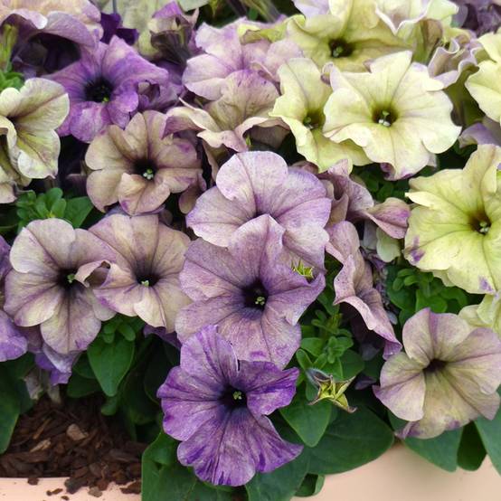 Graines de Pétunia nain Shake Blueberry (enrobées) le sachet de 20 graines environ - Graines enrobées