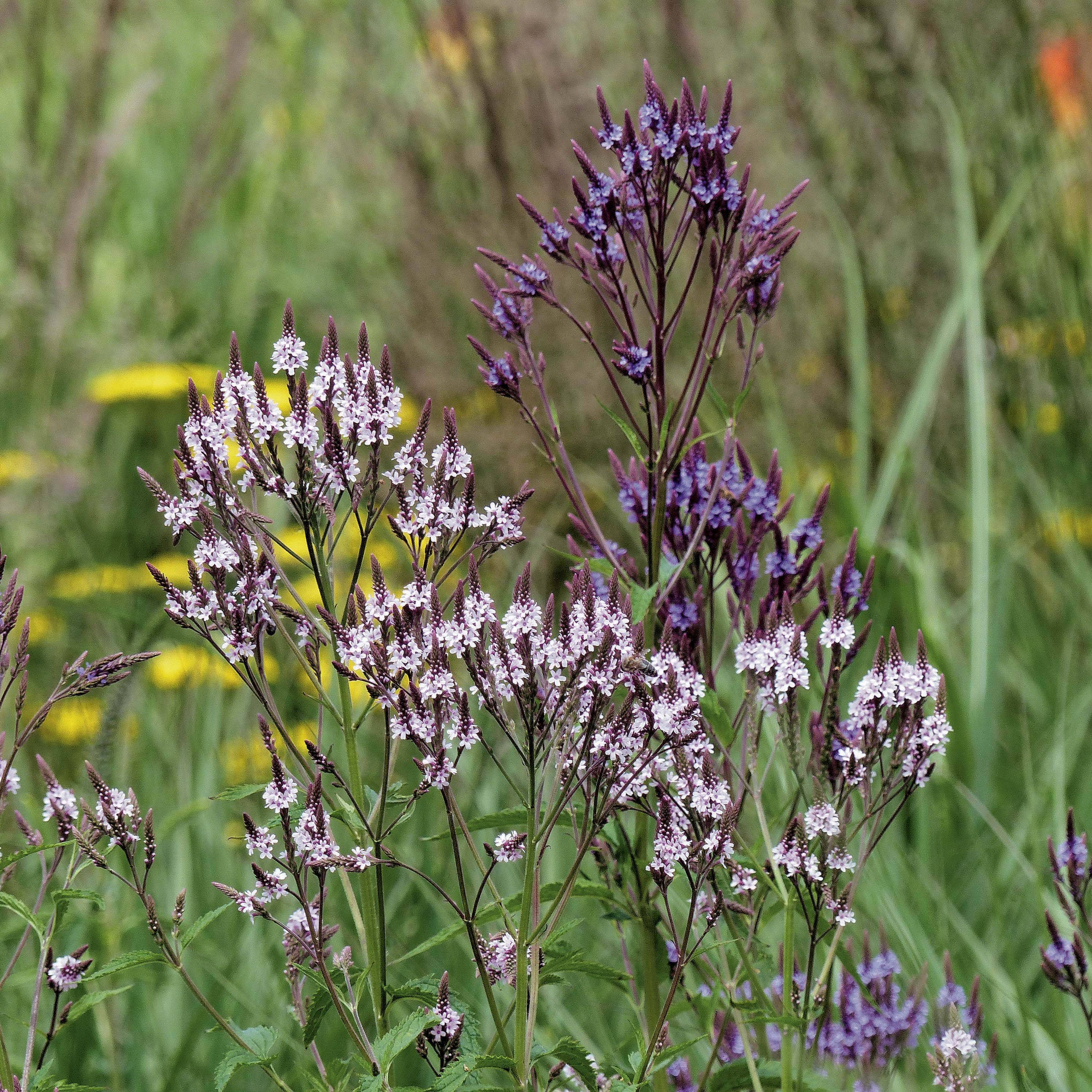 Promesse de Fleurs - Collection Duo de verveine hastata - Collection de 2 plantes