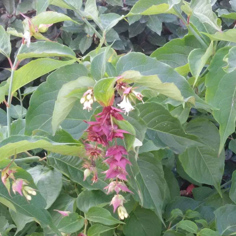 Arbre aux faisans, Leycesteria à fleurs Rouge - feuillage Caduc - Pot de 7,5L - 60/80 cm-  hauteur à maturité De 1,50 m à 2,00 m - Image 6