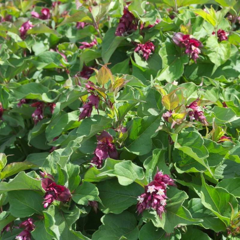 Arbre aux faisans, Leycesteria à fleurs Rouge - feuillage Caduc - Pot de 7,5L - 60/80 cm-  hauteur à maturité De 1,50 m à 2,00 m - Image 1