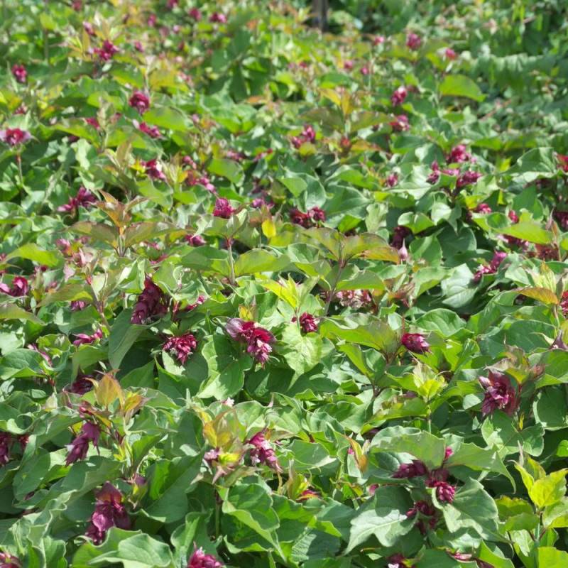 Arbre aux faisans, Leycesteria à fleurs Rouge - feuillage Caduc - Pot de 7,5L - 60/80 cm-  hauteur à maturité De 1,50 m à 2,00 m - Image 2