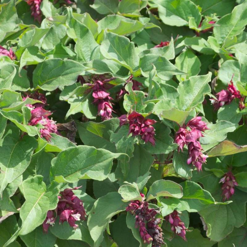 Arbre aux faisans, Leycesteria à fleurs Rouge - feuillage Caduc - Pot de 7,5L - 60/80 cm-  hauteur à maturité De 1,50 m à 2,00 m - Image 3