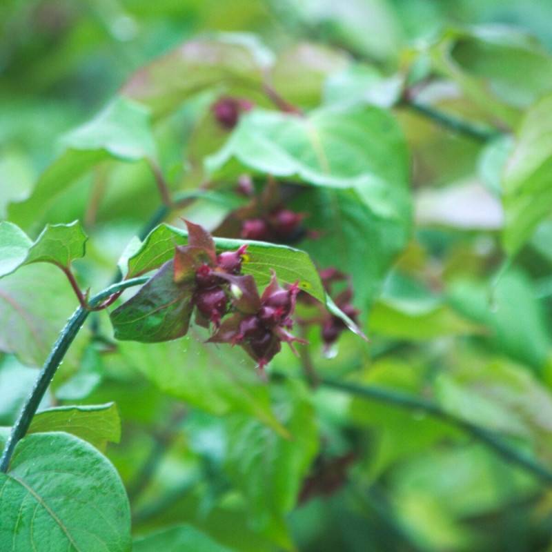 Arbre aux faisans, Leycesteria à fleurs Rouge - feuillage Caduc - Pot de 7,5L - 60/80 cm-  hauteur à maturité De 1,50 m à 2,00 m - Image 5