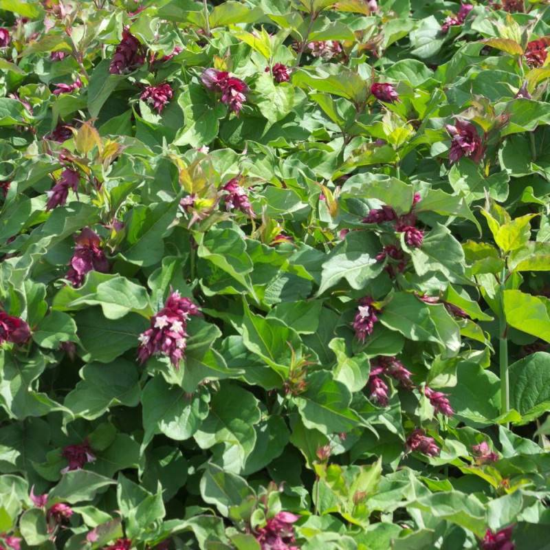 Arbre aux faisans, Leycesteria à fleurs Rouge - feuillage Caduc - Pot de 7,5L - 60/80 cm-  hauteur à maturité De 1,50 m à 2,00 m - Image 4