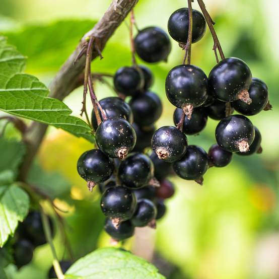 Cassissier Cassissima Blackbells Pot de 1,5L/2L