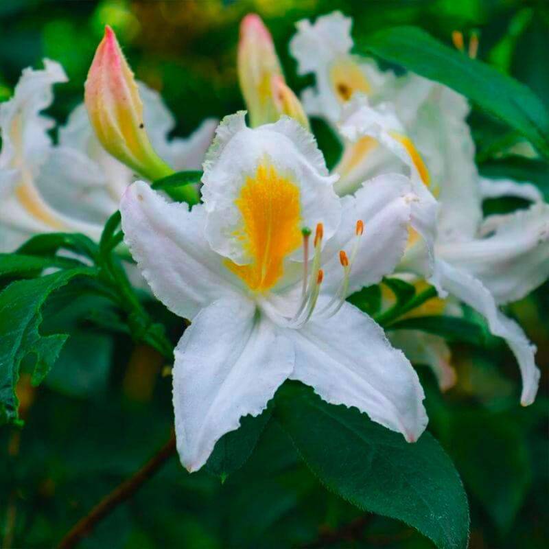 Rhododendron 'White Melody' (Rhododendron 'White Melody') - Godet - Taille 10/15cm - Pépinières Naudet - Image 1