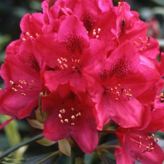Rhododendron Inkarho Nova Zembla Pot de 4L/5L