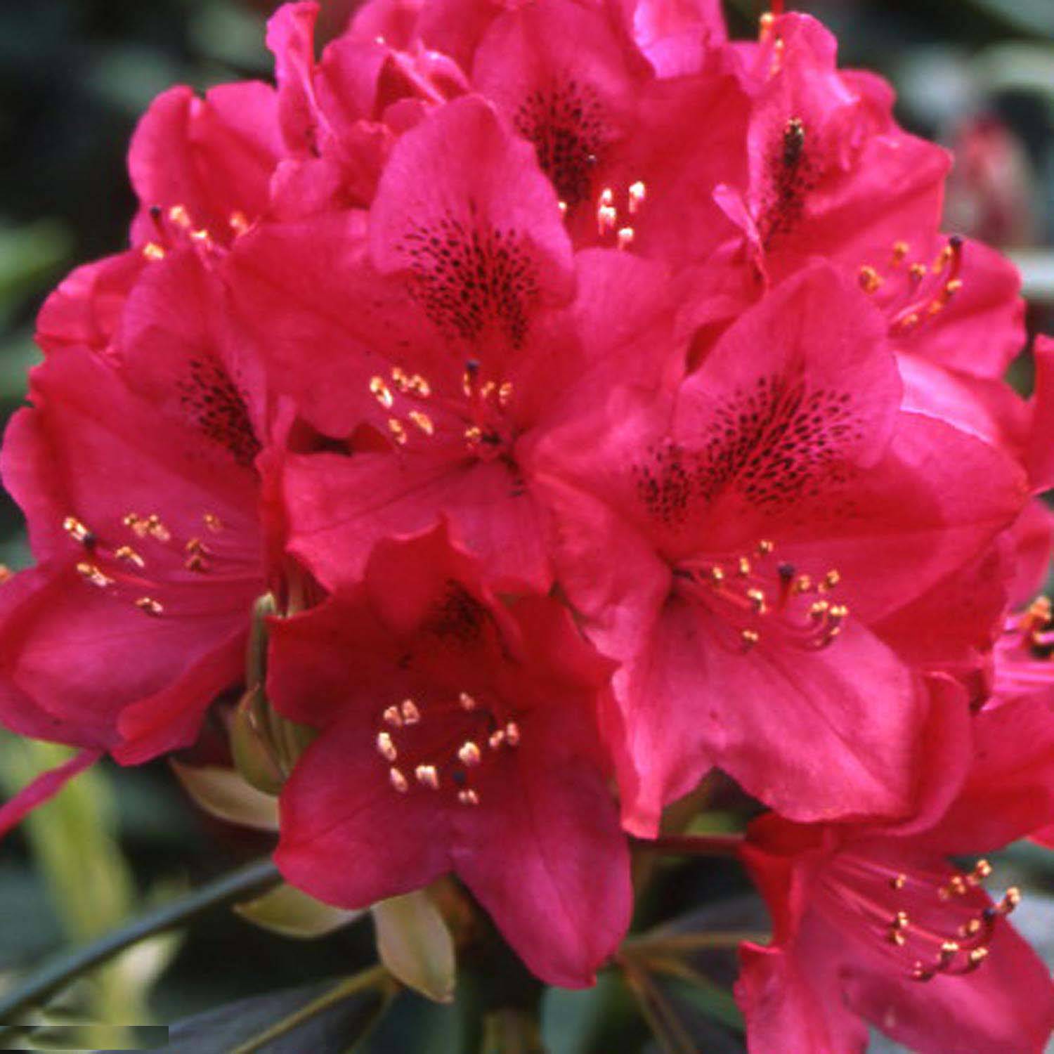 Rhododendron Inkarho  Nova Zembla Pot de 4L/5L - Image 1