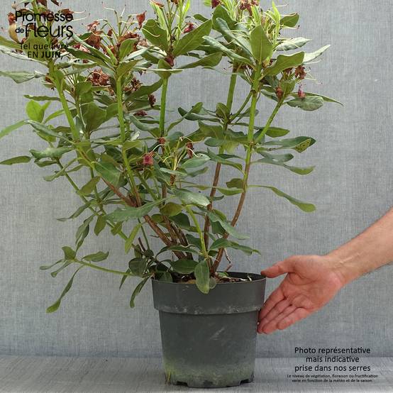 Rhododendron Inkarho Nova Zembla Pot de 4L/5L - Image 2