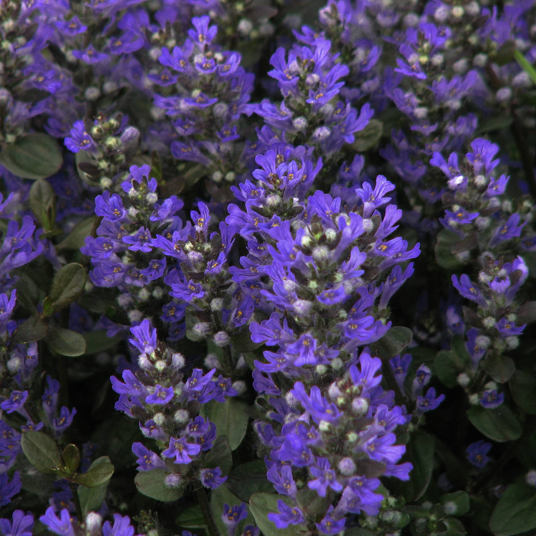 Promesse de Fleurs - Bugle rampante, Ajuga reptans Braunherz Godet de 8/9 cm