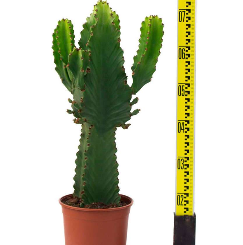 Sans Marque - Euphorbia ingens 'Candelabrum' Taille:Pot de 4 litres - 60/70 cm - Image 4