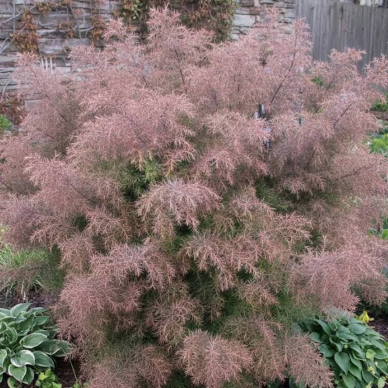 Cèdre du Japon Elegans, Cryptomeria - Pot de 12L - 80/100 cm - Image 7