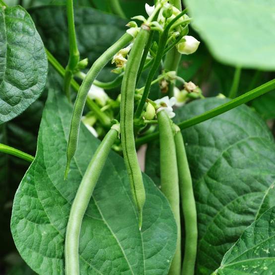 Haricot à rames Neckarkonigin BIO - Coco plat le sachet de 150 graines environ (75g)
