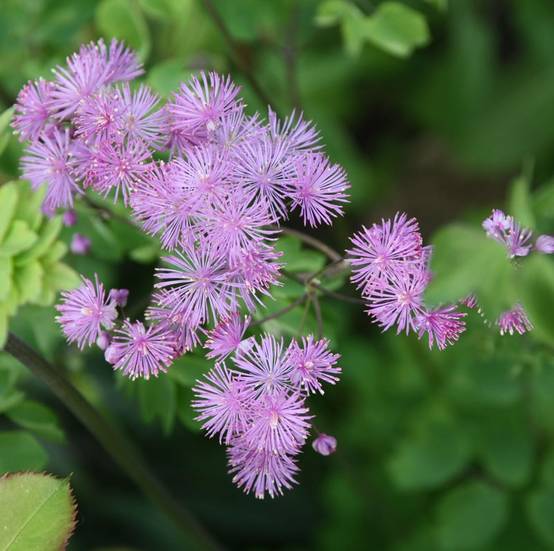 Thalictrum aquilegifolium - Pigamon Godet de 7/8 cm