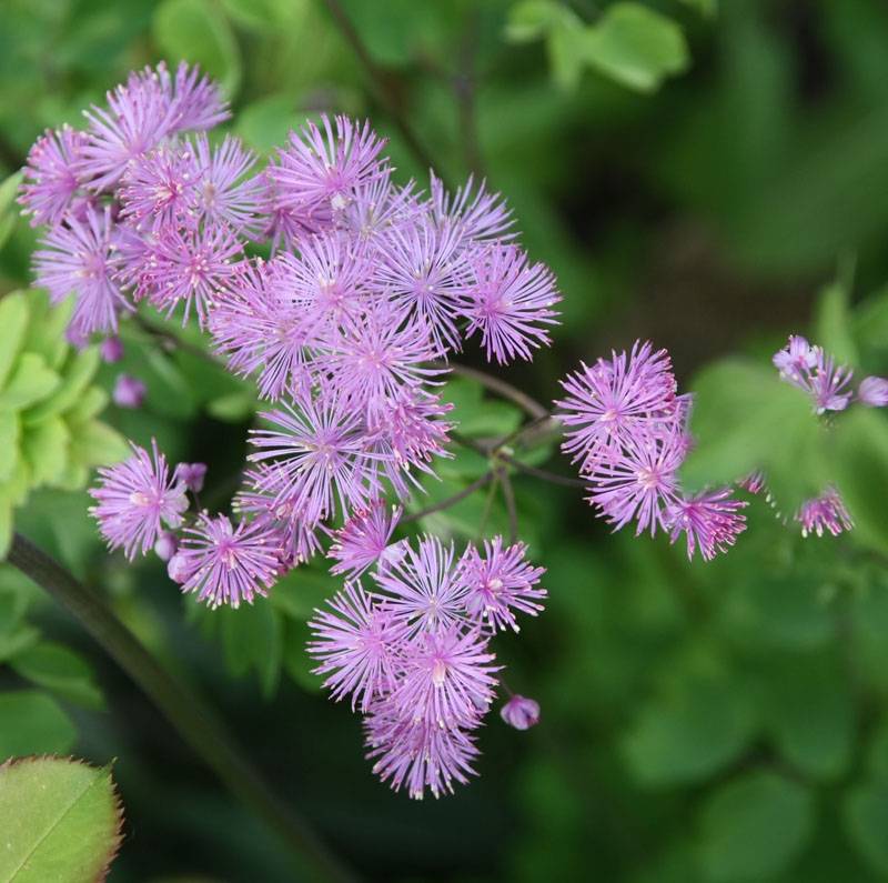 Thalictrum aquilegifolium - Pigamon Godet de 7/8 cm