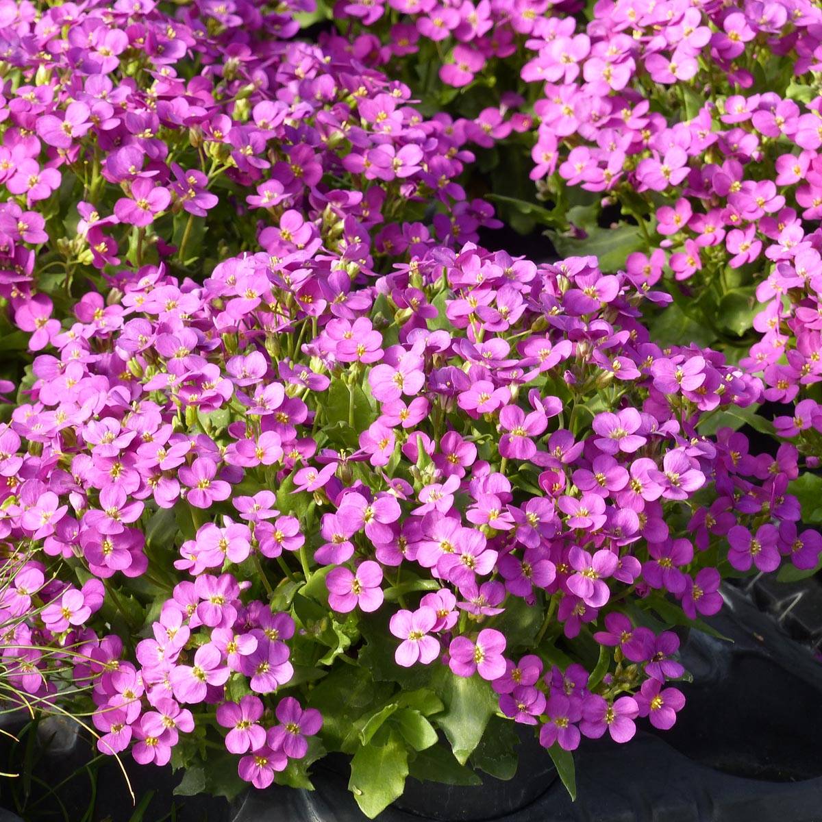 Promesse de Fleurs - Arabis caucasica Roselite Mini-motte Ø 3/4 cm, Plant vert de 3 à 5 cm de haut environ (par 3)