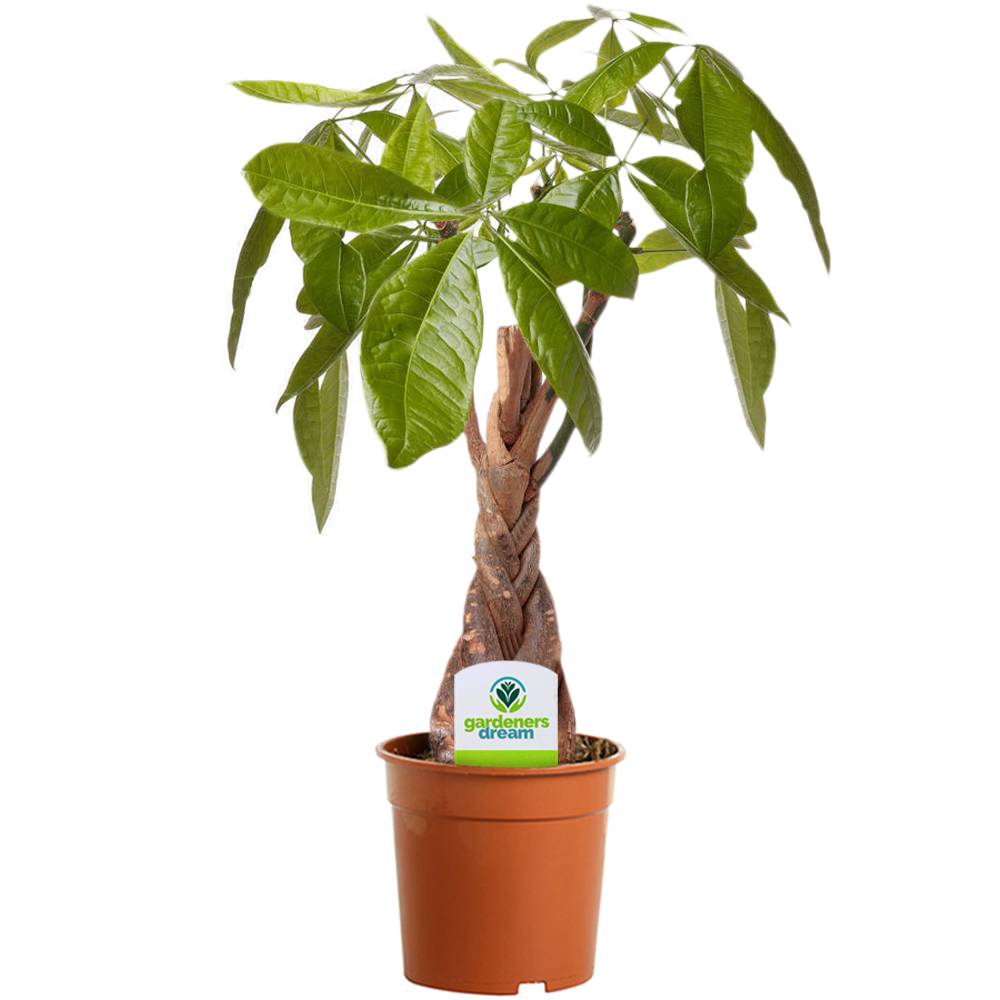 Gardenersdream - Pachira Aquatica - Cacaoyer - Pour Maison Ou Bureau Plante D'Intérieur En Pot De 12Cm - GardenersDream - Image 1