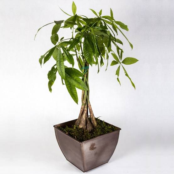 Gardenersdream - Pachira Aquatica - Cacaoyer - Pour Maison Ou Bureau Plante D'Intérieur En Pot De 12Cm - GardenersDream - Image 2