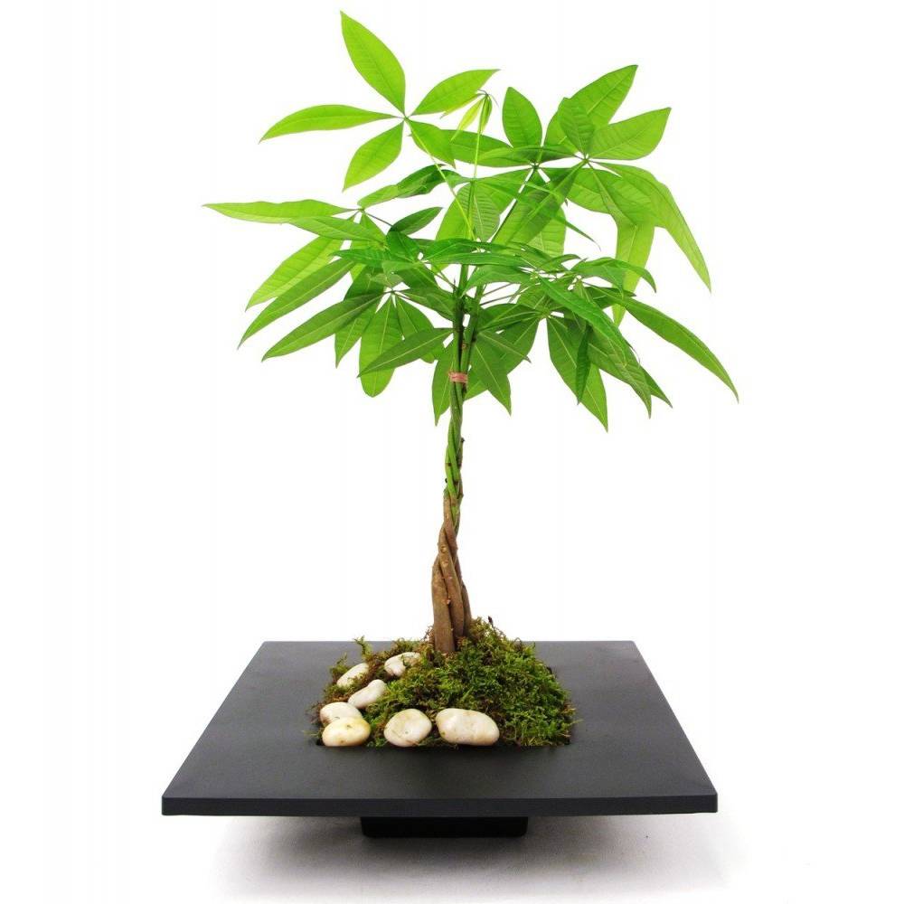 Gardenersdream - Pachira Aquatica - Cacaoyer - Pour Maison Ou Bureau Plante D'Intérieur En Pot De 12Cm - GardenersDream - Image 3