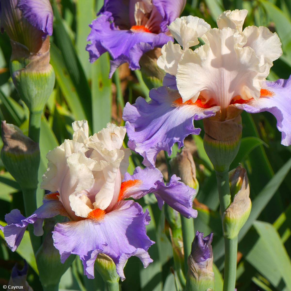 Iris germanica Dernier Cri - Iris des Jardins Godet de 8/9 cm