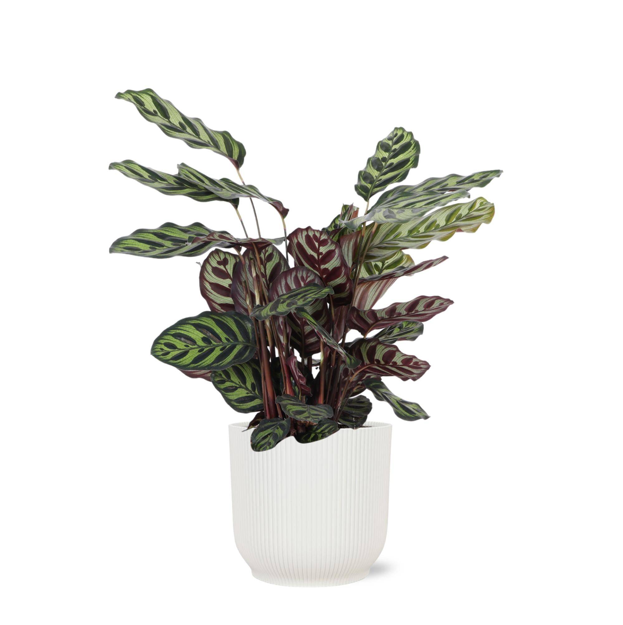 La Green Touch - Calathea Makoyana et son pot- La Green Touch Relief Blanc - Hauteur 70cm