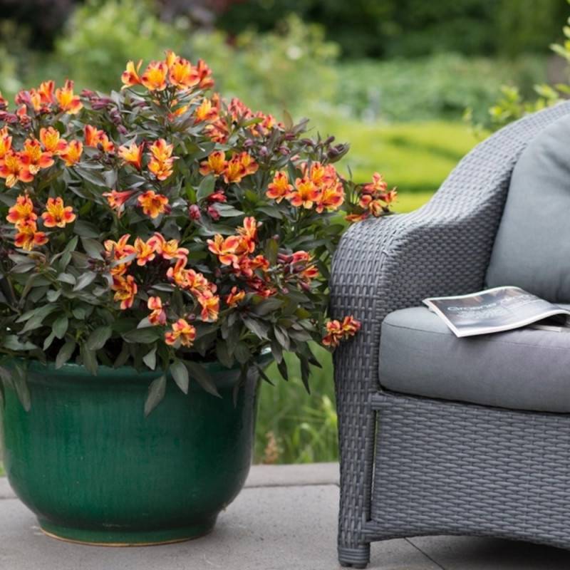 Alstrœmères Indian Summer® 'Tesronto', Lis des Incas à fleurs Jaune/Orange - feuillage Semi-Persistant - Pot de 5L - 40/60 cm