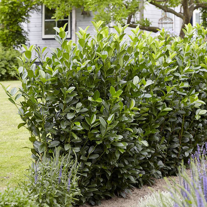 Laurier cerise - Prunus laurocerasus Obelisk Pot de 2L/3L - Image 1