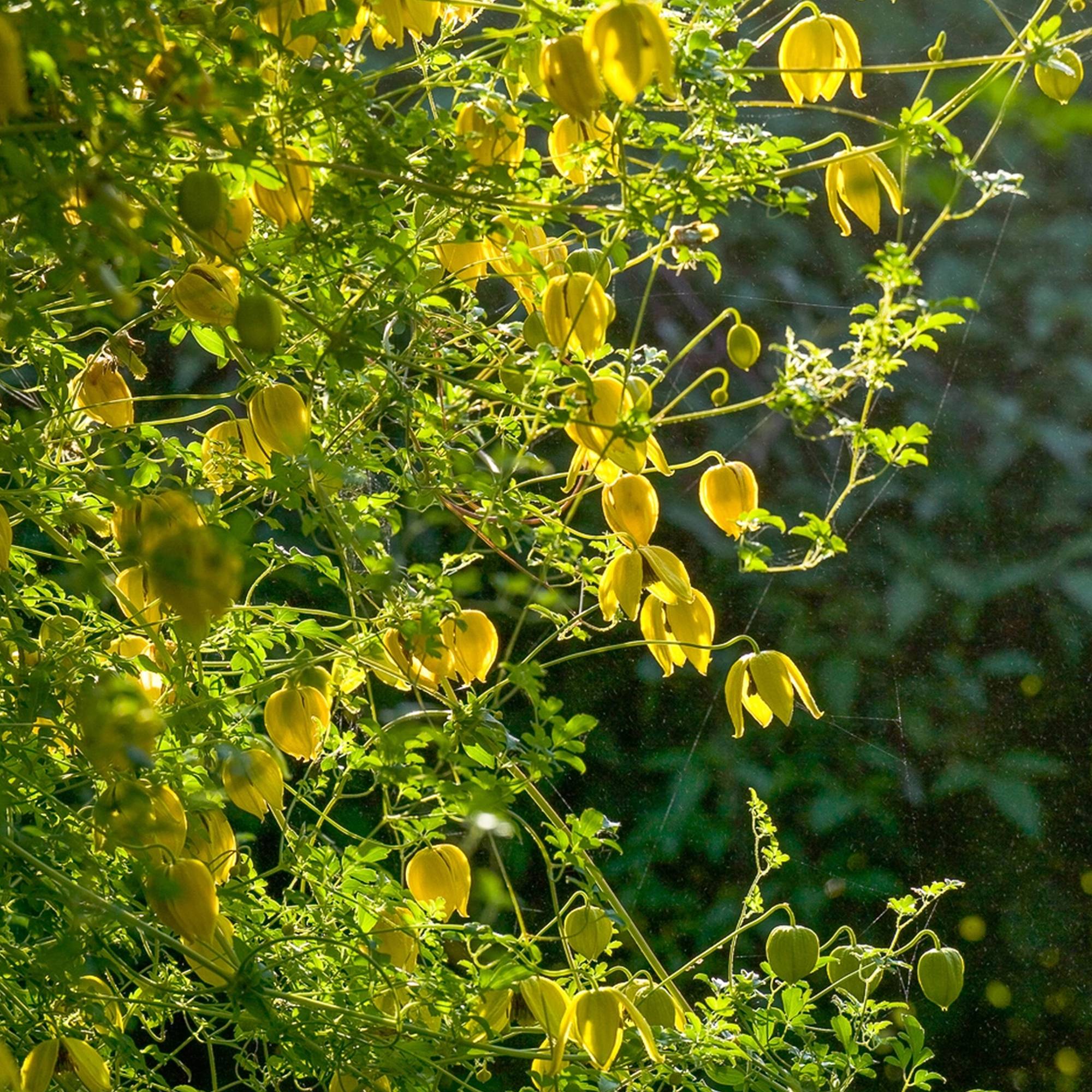 Gardenersdream - Clématite 'Tangutica' plante vivace grimpante à feuilles caduques en pot de 9 cm - GardenersDream - Image 2